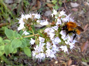 Una seconda Lamiacea - Origanum sp.